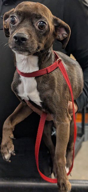 SASHIMI - Chihuahua available for adoption