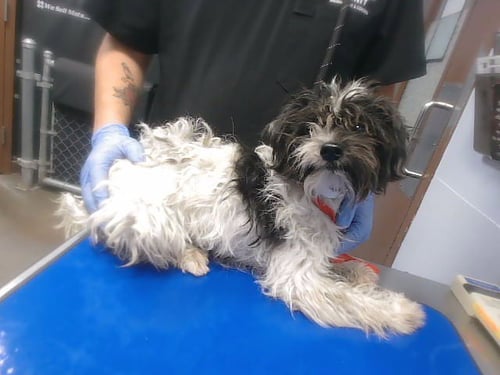 WANDA - Poodle (Miniature) available for adoption