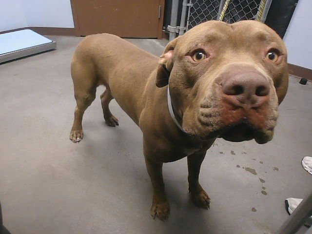 HAWK - American Pit Bull Terrier available for adoption