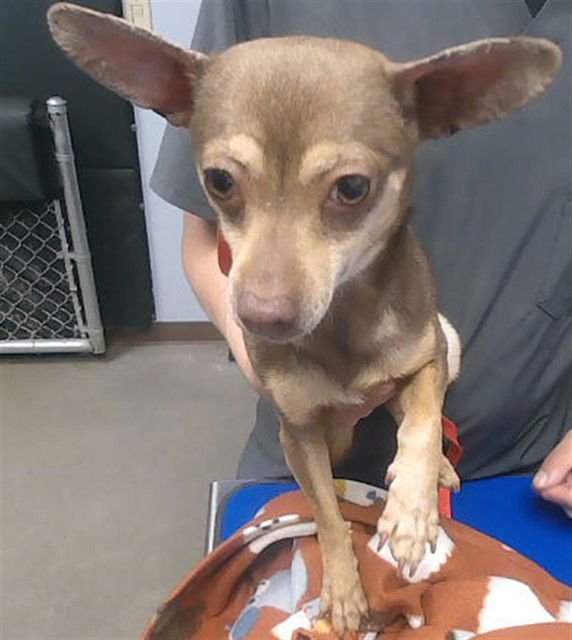 TWIX - Chihuahua available for adoption