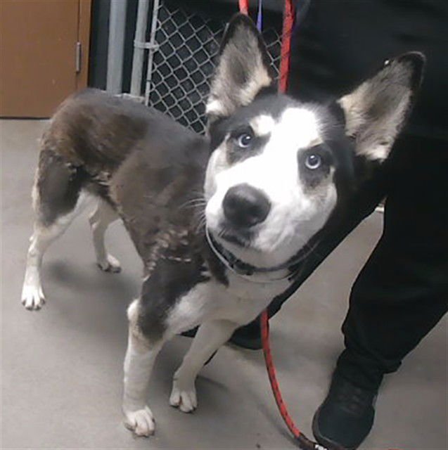 CEDELLA - Siberian Husky available for adoption