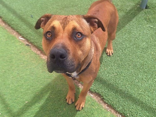 APOLLO - American Pit Bull Terrier available for adoption