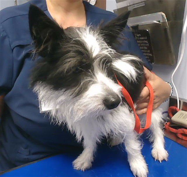 PIPPIN - Skye Terrier / Miniature Schnauzer available for adoption