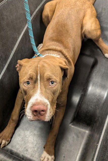 BERLIN - American Pit Bull Terrier available for adoption