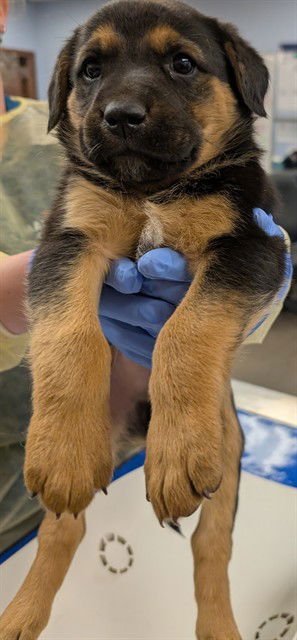 BEAR - German Shepherd Dog / Labrador Retriever available for adoption