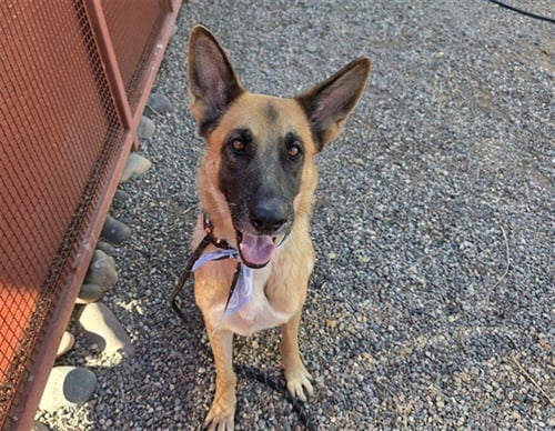 FLUTE - German Shepherd Dog available for adoption