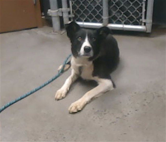 SKY - Border Collie available for adoption