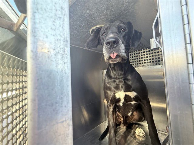 DWAYNE - Great Dane available for adoption