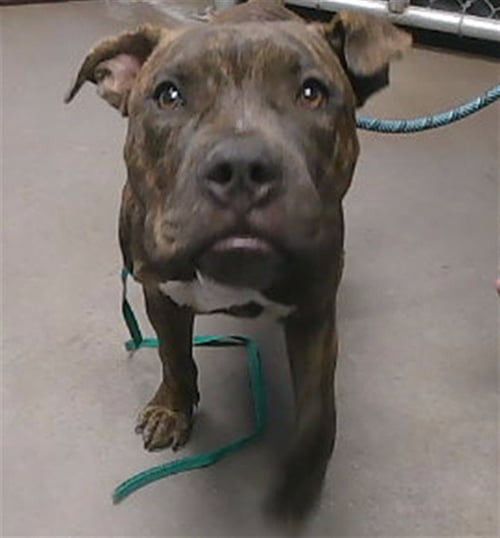 CHOCO CHIP - American Staffordshire Terrier available for adoption