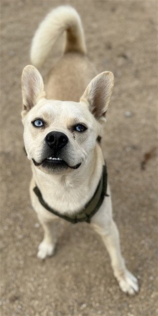 MOUSE - Carolina Dog / Jindo (Korean) available for adoption