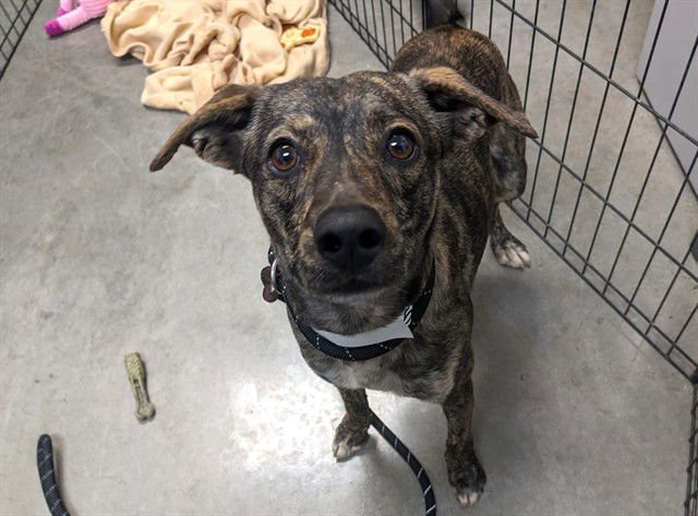 WOLFGANG - Chihuahua available for adoption