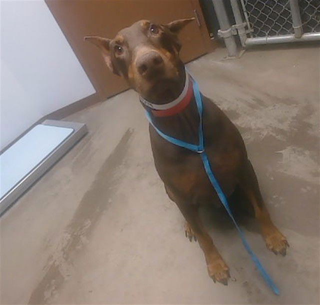 BOBA - Doberman Pinscher available for adoption