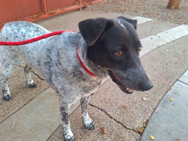 ZORRO - Australian Cattle Dog/Blue Heeler available for adoption