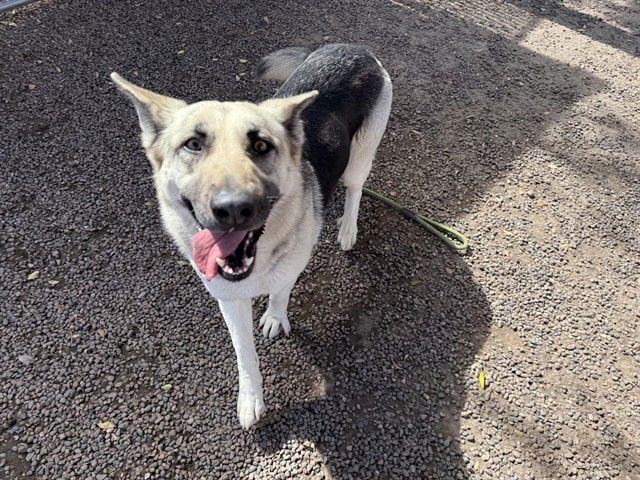 TOMAGO - German Shepherd Dog available for adoption