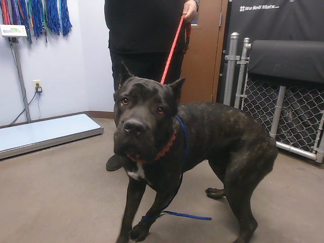 BELLA - Cane Corso Mastiff available for adoption
