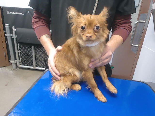 SKIPPER - Pomeranian / Chihuahua available for adoption