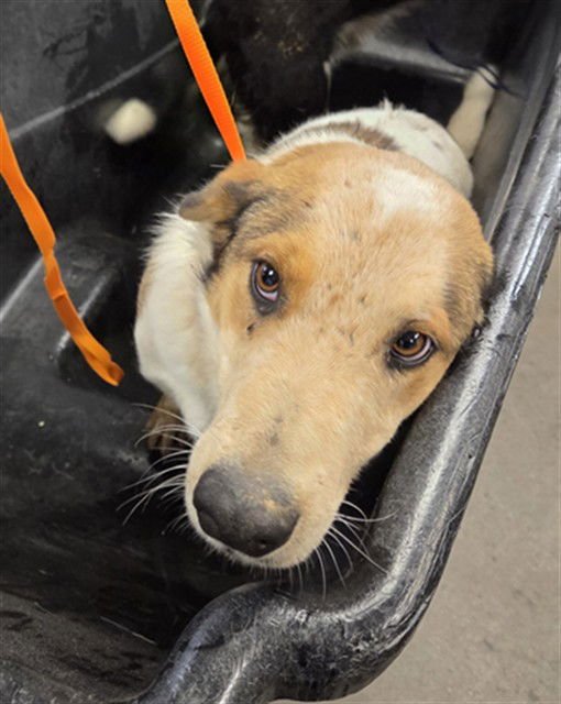 ZIGGY - Australian Cattle Dog/Blue Heeler available for adoption