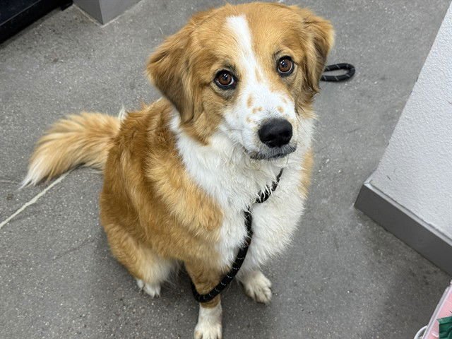 RHEA - Australian Shepherd available for adoption