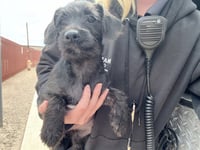 NACHO CHEEZ - Photo 1