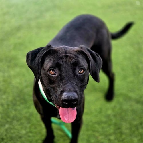 FIG - American Pit Bull Terrier / Labrador Retriever available for adoption