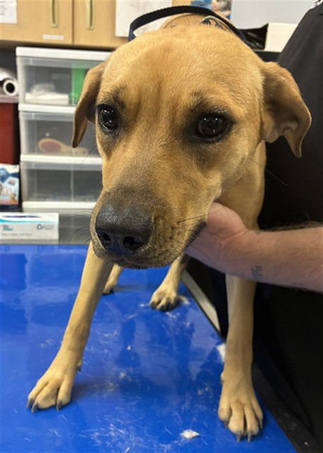 BISCUIT - Labrador Retriever available for adoption