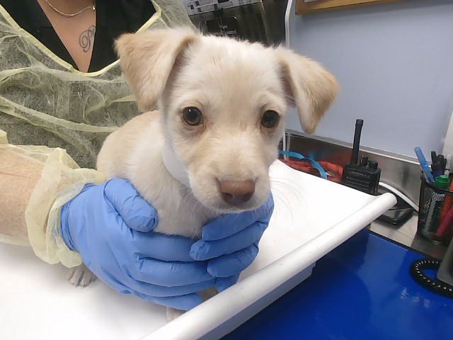 TACO - Chihuahua available for adoption