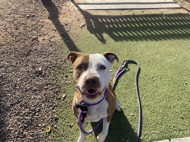 LUNA - American Pit Bull Terrier available for adoption