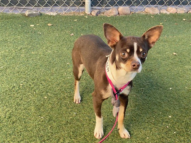 BABY GIRL - Chihuahua available for adoption