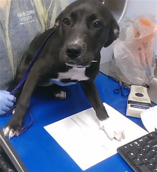 BLOOM - American Pit Bull Terrier available for adoption