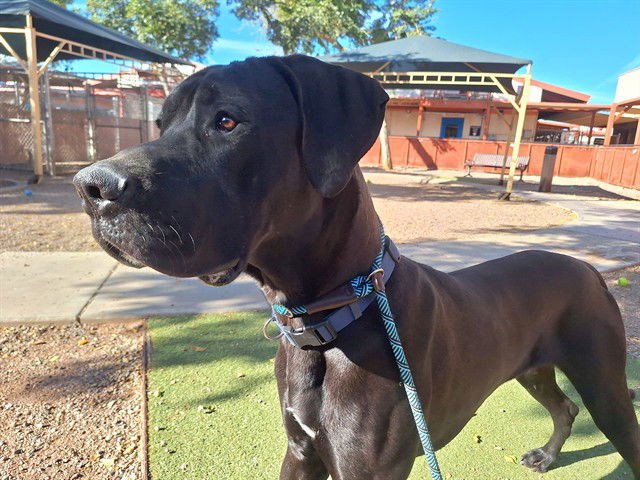 ZAYN - Great Dane available for adoption