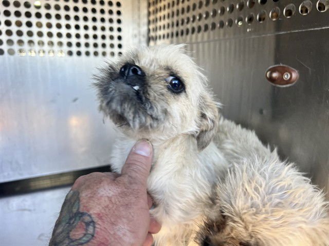 ROSE - Brussels Griffon / Pug available for adoption