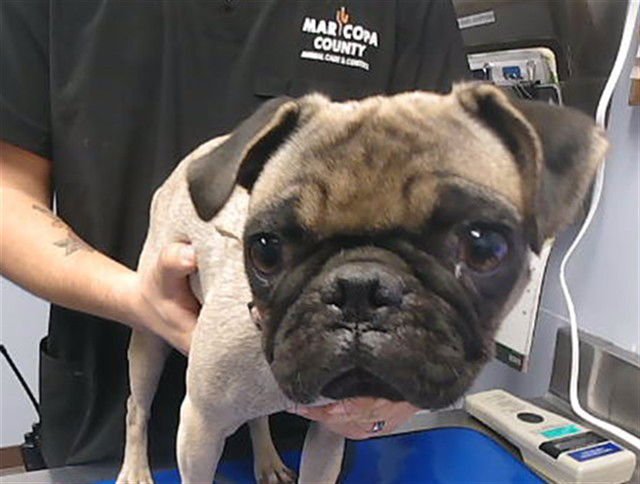 KOJO - Pug available for adoption