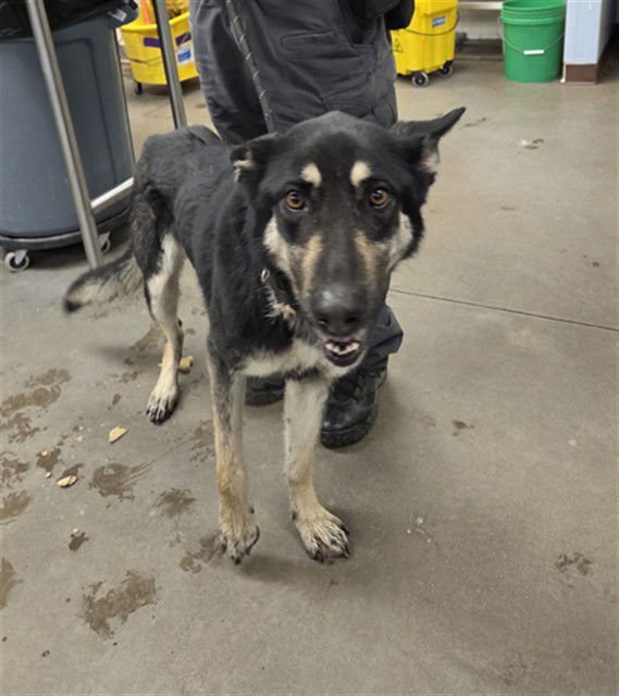 CANDY - German Shepherd Dog available for adoption