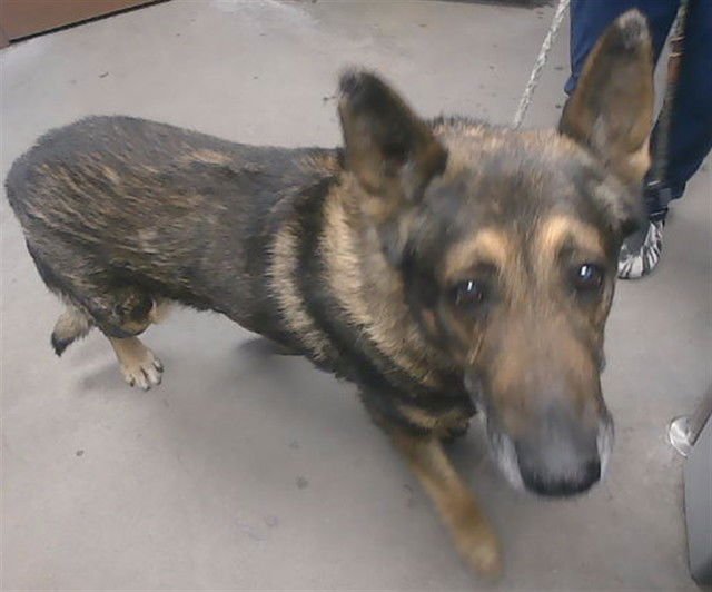 MR ROGERS - German Shepherd Dog available for adoption
