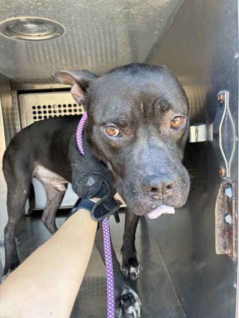 ROOBERT - American Pit Bull Terrier available for adoption