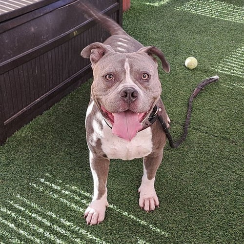 CHICO - American Pit Bull Terrier available for adoption