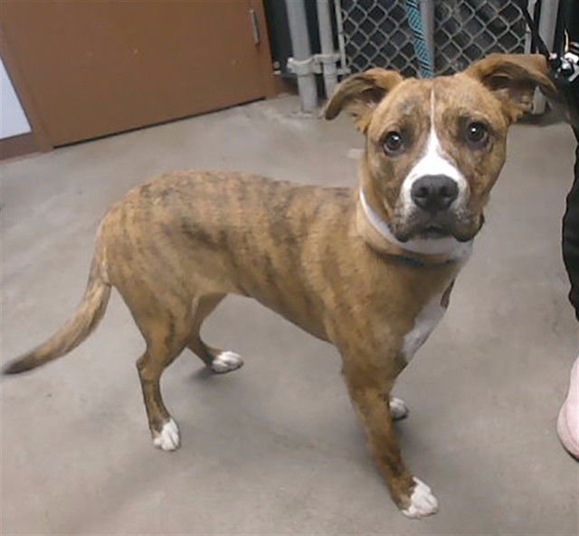 SUNSHINE - Boxer available for adoption