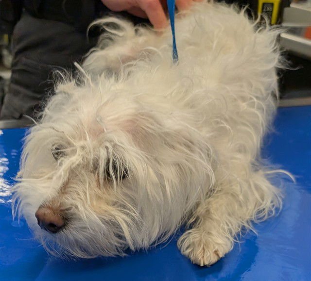 PRECIOUS - Cairn Terrier available for adoption