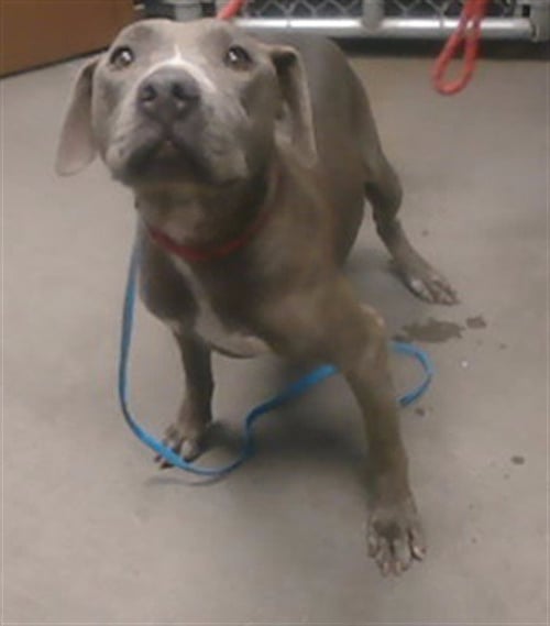 PLUM - American Pit Bull Terrier available for adoption
