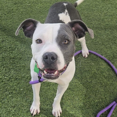 BAILEY - American Pit Bull Terrier available for adoption