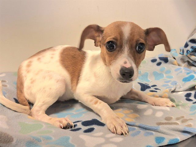 BINKY - Chihuahua available for adoption