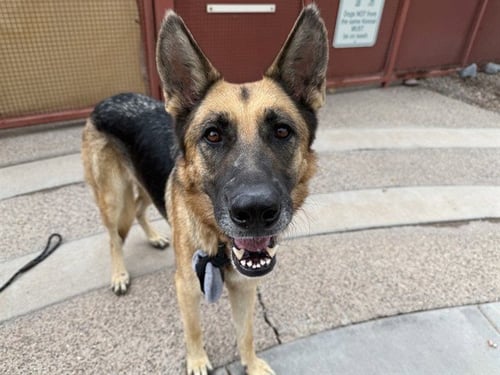 CARNATION - German Shepherd Dog available for adoption