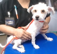 FIFI - Photo 1