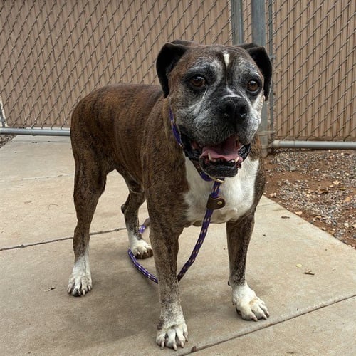 MR ROGERS - Boxer available for adoption