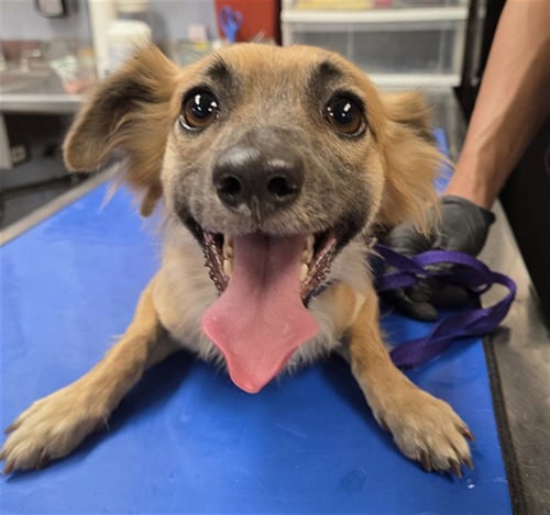 BEAVER - Chihuahua available for adoption