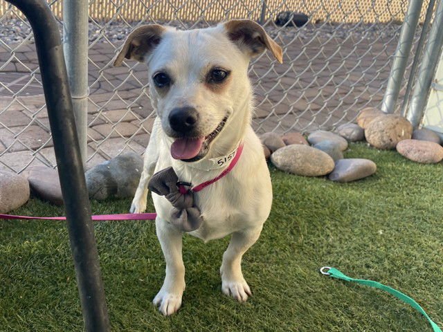 TIZZY - Chihuahua available for adoption