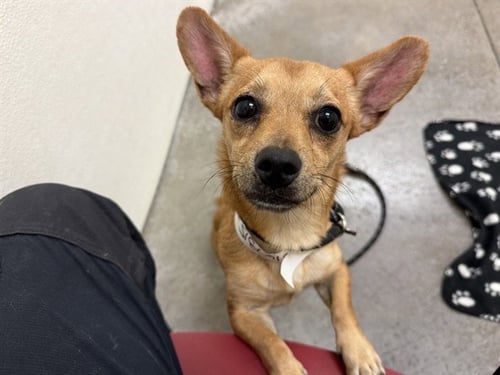 JOLLY - Chihuahua available for adoption