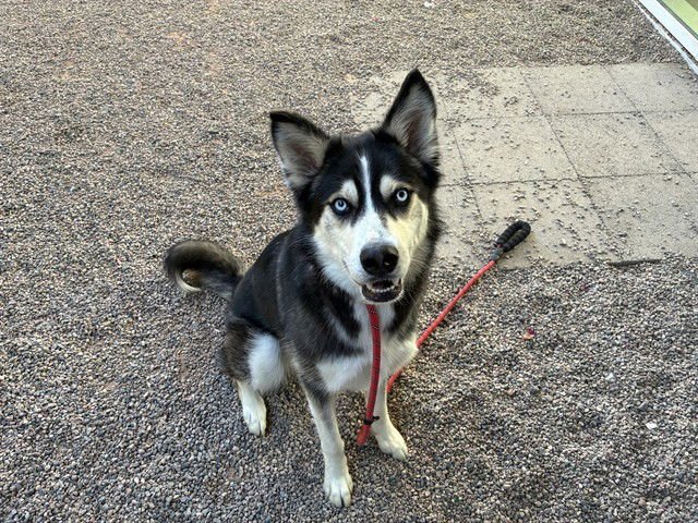 TONY - Siberian Husky available for adoption
