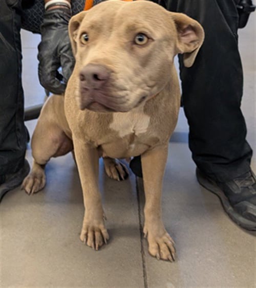 LILAC - American Pit Bull Terrier available for adoption