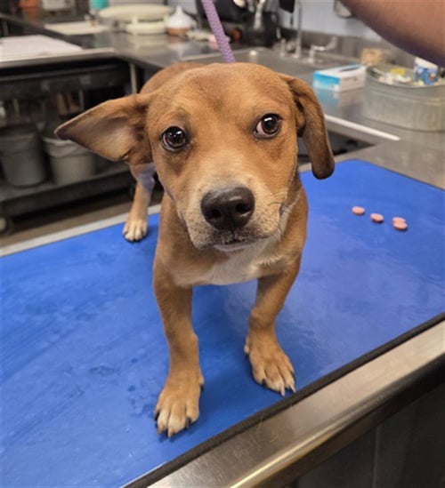 HUCK - Dachshund available for adoption